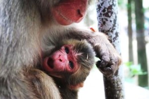 高崎山自然動物園　赤ちゃんザル