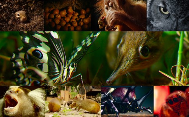 Amazonプライムビデオの凄さ！ お勧めのディスカバリーチャンネルはコレだ！