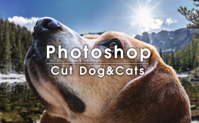 Photoshopで犬や猫などの動物の体や顔を綺麗に切り抜くテクニック