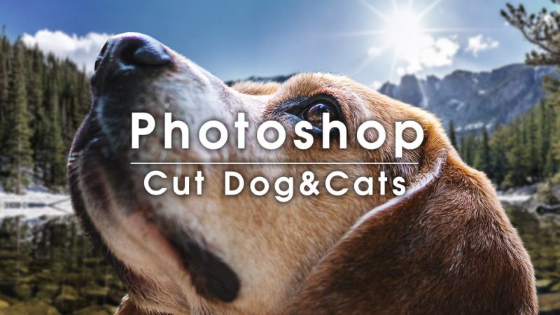 Photoshopで犬や猫などの動物の体や顔を綺麗に切り抜くテクニック